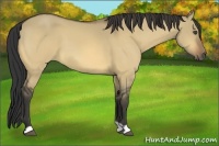 Horse Color:Buckskin Dun 