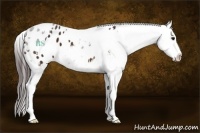 Horse Color:White Spotted Bay Sabino Appaloosa