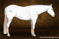 Horse Color:Buckskin Appaloosa
