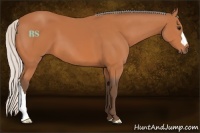 Horse Color:Silver Bay 