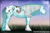Horse Color:Thunderstruck Brown Splash Appaloosa 