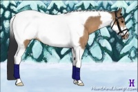 Horse Color:Bay Dun Tobiano Frame