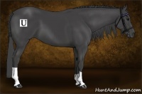 Horse Color:Smoky Black 