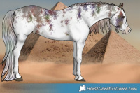 Horse Color:Nacre White Spotted Liver Chestnut Splash 