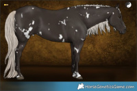 Horse Color:White Spotted Liver Chestnut Mushroom