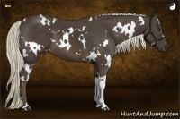 Horse Color:White Spotted Liver Chestnut