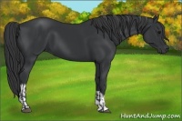 Horse Color:Black and Black