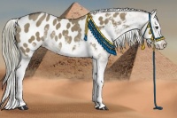 Horse Color:Liver Red Dun Sabino Splash Appaloosa 