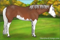 Horse Color:Silver Bay Splash 