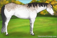 Horse Color:White Spotted Bay Dun Splash Rabicano 