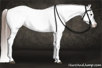 Horse Color:Liver Chestnut Splash Appaloosa 