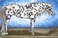 Horse Color:Smoky Black Appaloosa 