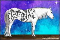 Horse Color:Black Appaloosa