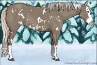 Horse Color:White Spotted Silver Grullo Splash 