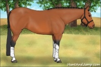 Horse Color:Bay Tobiano 