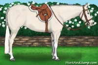 Horse Color:Cremello Tobiano 
