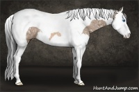 Horse Color:Buckskin Ice Splash Tobiano Rabicano 