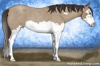 Horse Color:Classic Champagne Roan Splash Frame