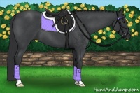 Horse Color:Blue Roan 