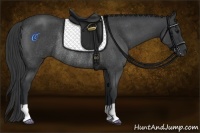 Horse Color:Blue Roan Rabicano