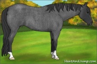 Horse Color:Blue Roan 