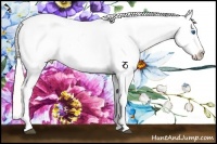 Horse Color:Silver Buckskin Splash Appaloosa 