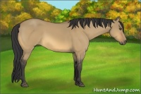 Horse Color:Buckskin Dun 