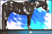 Horse Color:White Spotted Liver Chestnut 