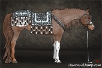 Horse Color:Chestnut Appaloosa 
