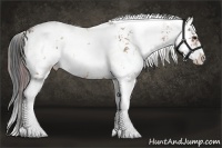 Horse Color:Plaid Bay Ice Sabino Rabicano