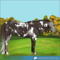 Horse Color:White Spotted Liver Chestnut 