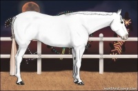 Horse Color:Red Dun Appaloosa 