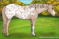 Horse Color:Chestnut Appaloosa