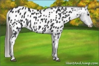 Horse Color:Black Appaloosa