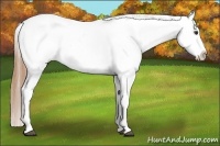Horse Color:Chestnut Appaloosa 