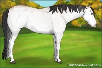 Horse Color:White Spotted Bay