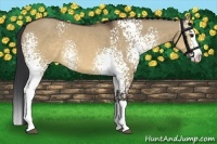Horse Color:White Spotted Brown Dun Sabino Splash 
