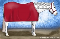 Horse Color:Chestnut Appaloosa Rabicano 