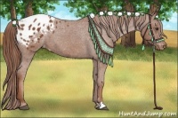 Horse Color:Chestnut Appaloosa 