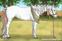 Horse Color:Bay Roan Dun Appaloosa 