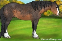 Horse Color:Buckskin Sabino