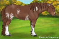 Horse Color:White Spotted Chestnut Sabino