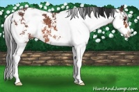 Horse Color:Bay Sabino Rabicano