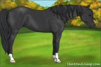 Horse Color:Black 