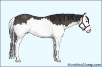 Horse Color:Buckskin Splash 