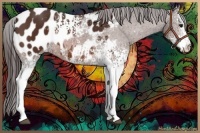 Horse Color:White Spotted Bay Appaloosa 