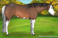 Horse Color:Buckskin Splash 