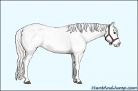 Horse Color:Silver Black Sabino Appaloosa
