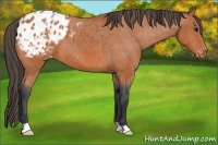 Horse Color:Bay Appaloosa 