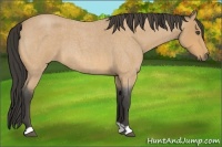 Horse Color:Buckskin Roan 
